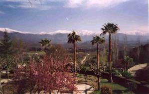 Snowscape through Palms, Extremadura (CJM)