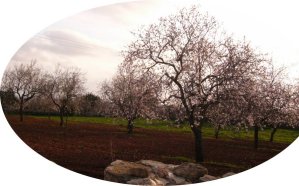 Almond Blossom heralds the Spring