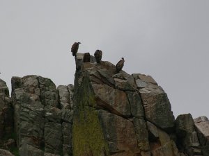 Vultures rest on a crag - Monfragüe national park, Extremadura